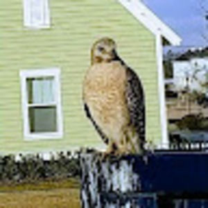 Meet your Posher, Dale